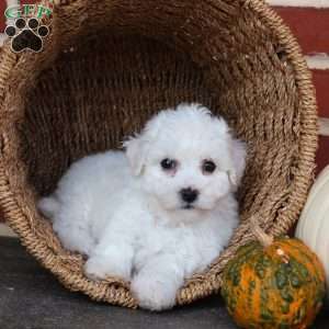 Blossom, Bichon Frise Puppy